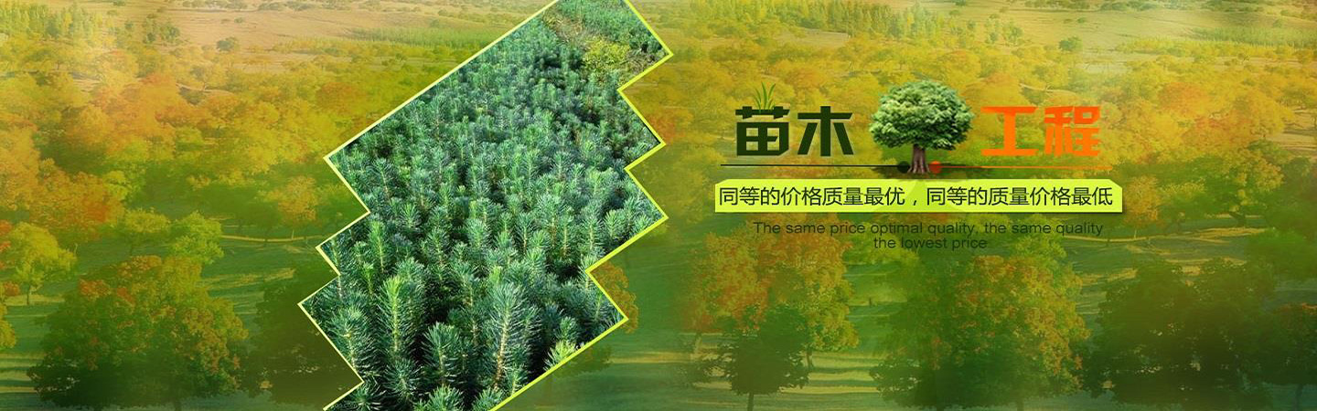 潜江市绿天下苗木种植专业合作社