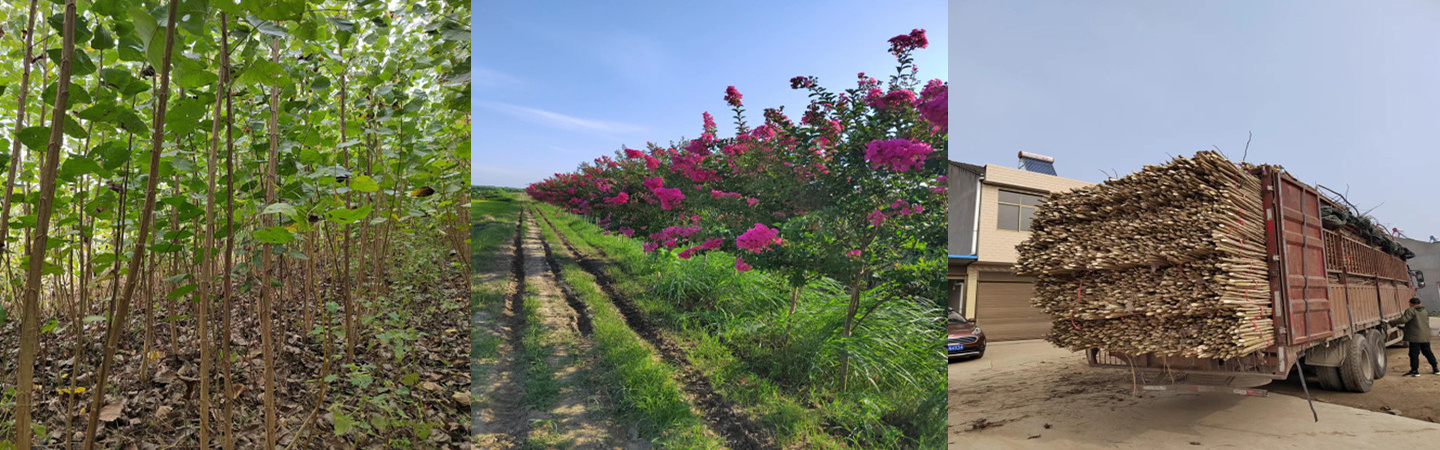 潜江市绿天下苗木种植专业合作社