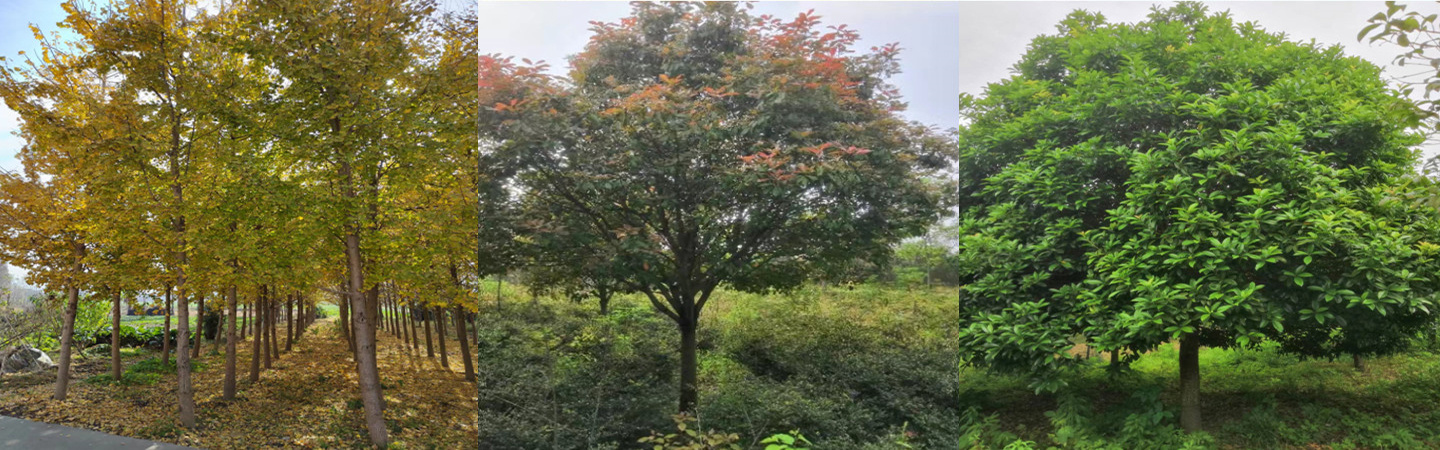 潜江市绿天下苗木种植专业合作社