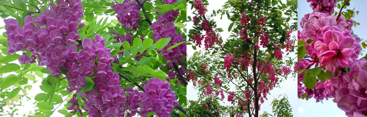 泰安宏鑫苗木樱花基地