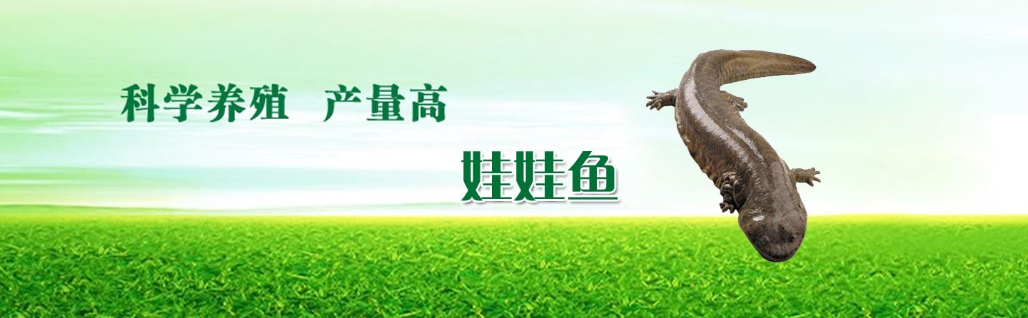 湖北省十堰市赛武当娃娃鱼繁育中心
