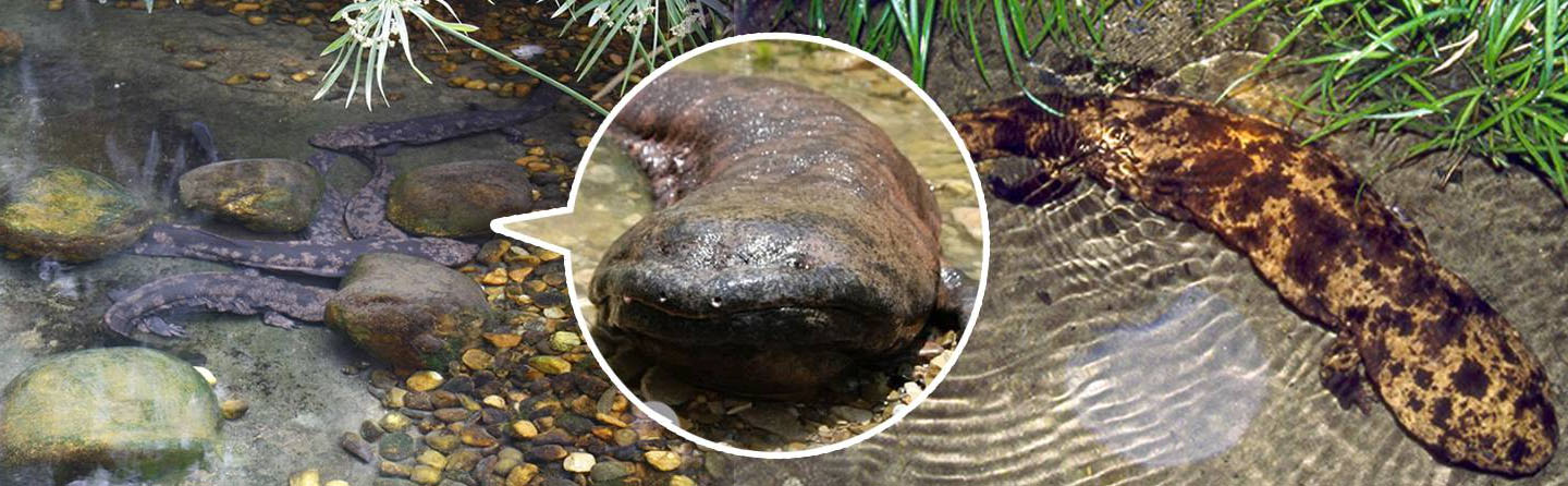 湖北省十堰市赛武当娃娃鱼繁育中心