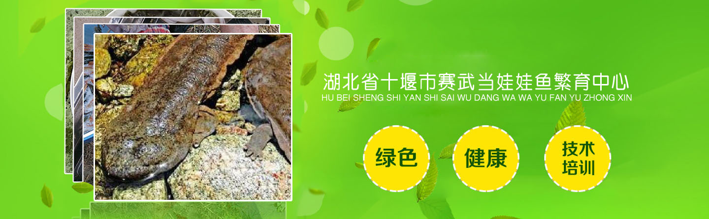 湖北省十堰市赛武当娃娃鱼繁育中心