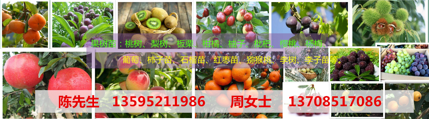 贵州遵义鸿达苗圃