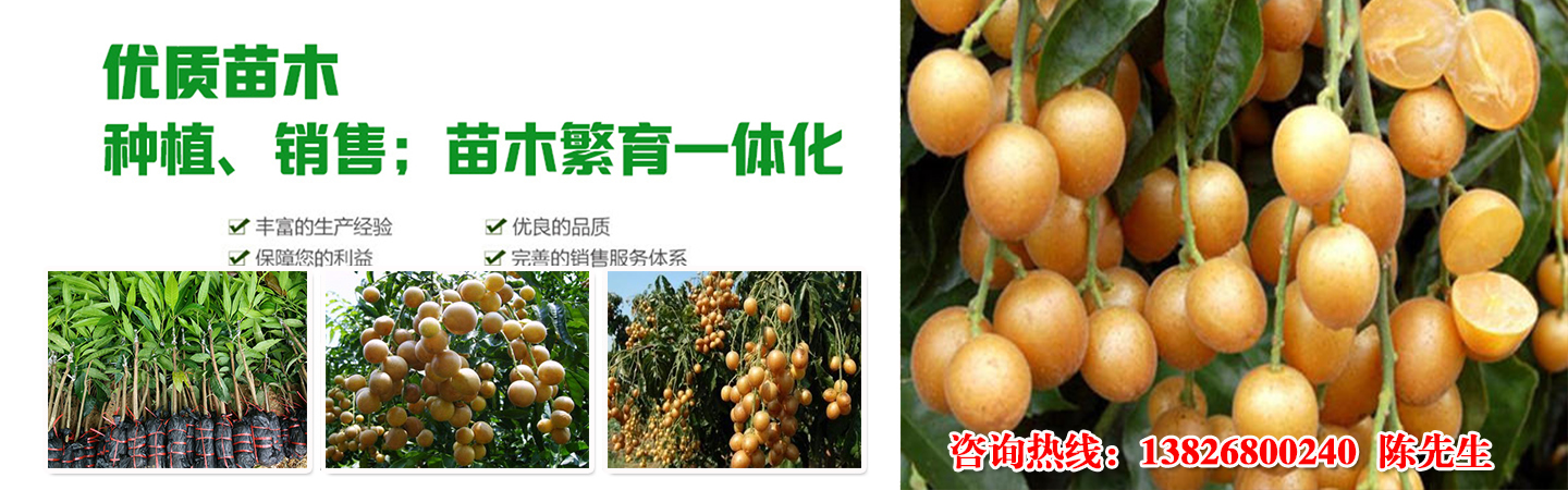 郁南县绿艳无核黄皮专业合作社