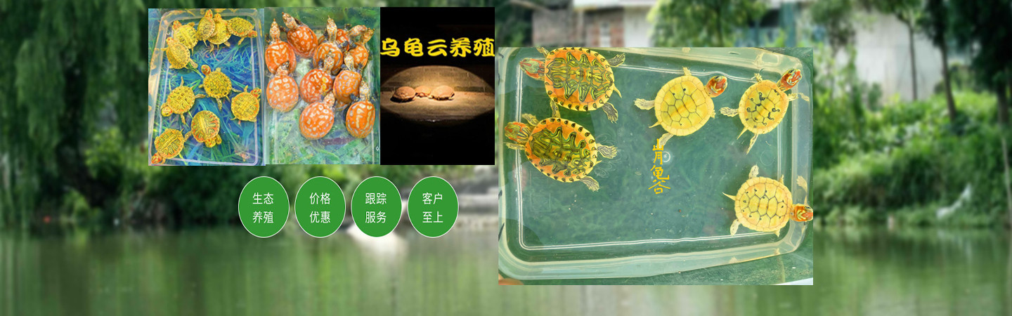 佛山龟与龟云养殖有限公司