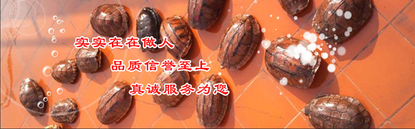 佛山龟与龟云养殖有限公司