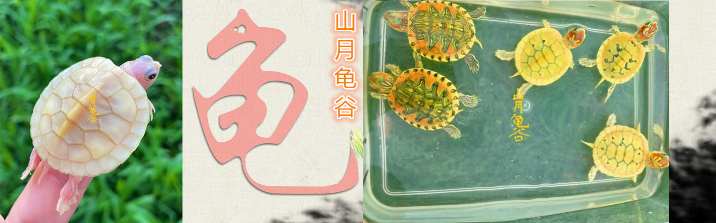 佛山龟与龟云养殖有限公司