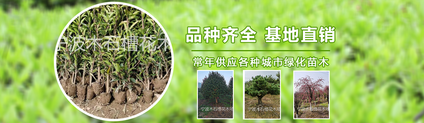 浙江宁波市木石槽花木场