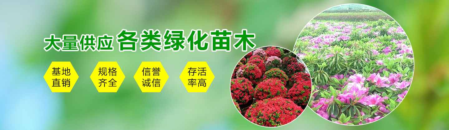浙江宁波市木石槽花木场