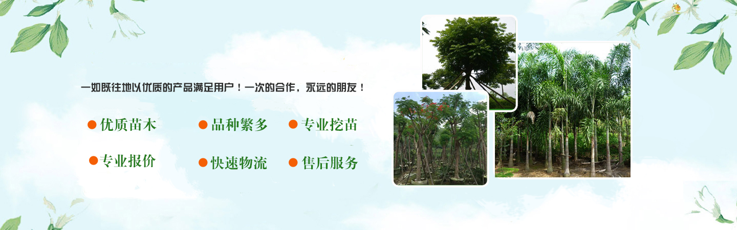 海口新坡绿化草皮苗木基地