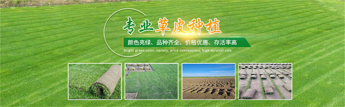 海口新坡绿化草皮苗木基地