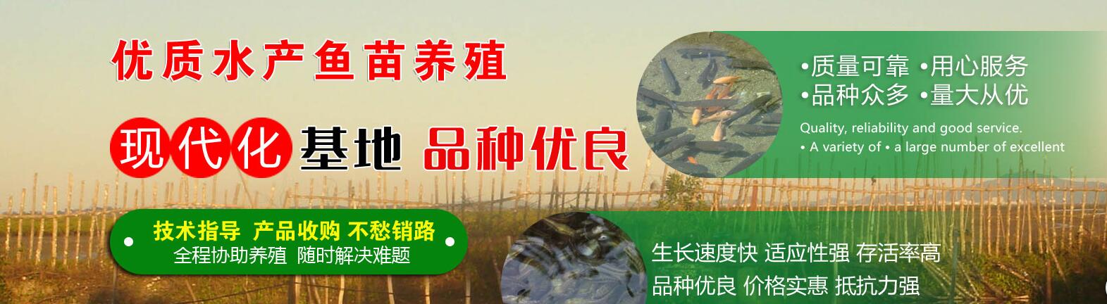 湖北武汉梁子湖批发鱼苗基地