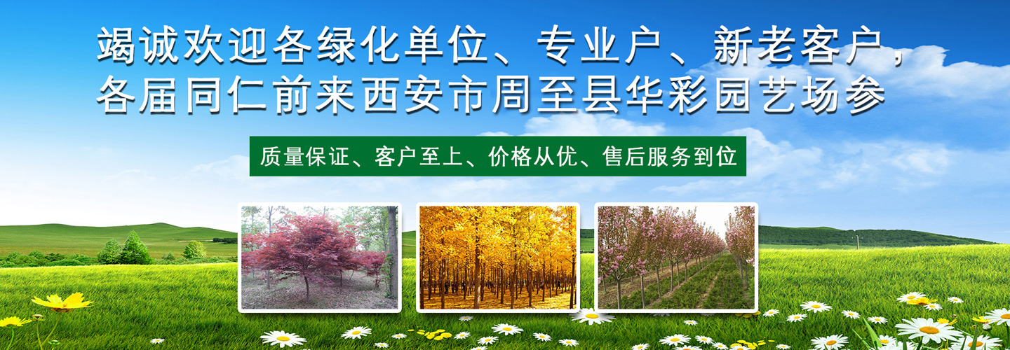 陕西华彩园林苗木花卉基地【13991983292】 陕西国槐树————|陕西红叶李基地