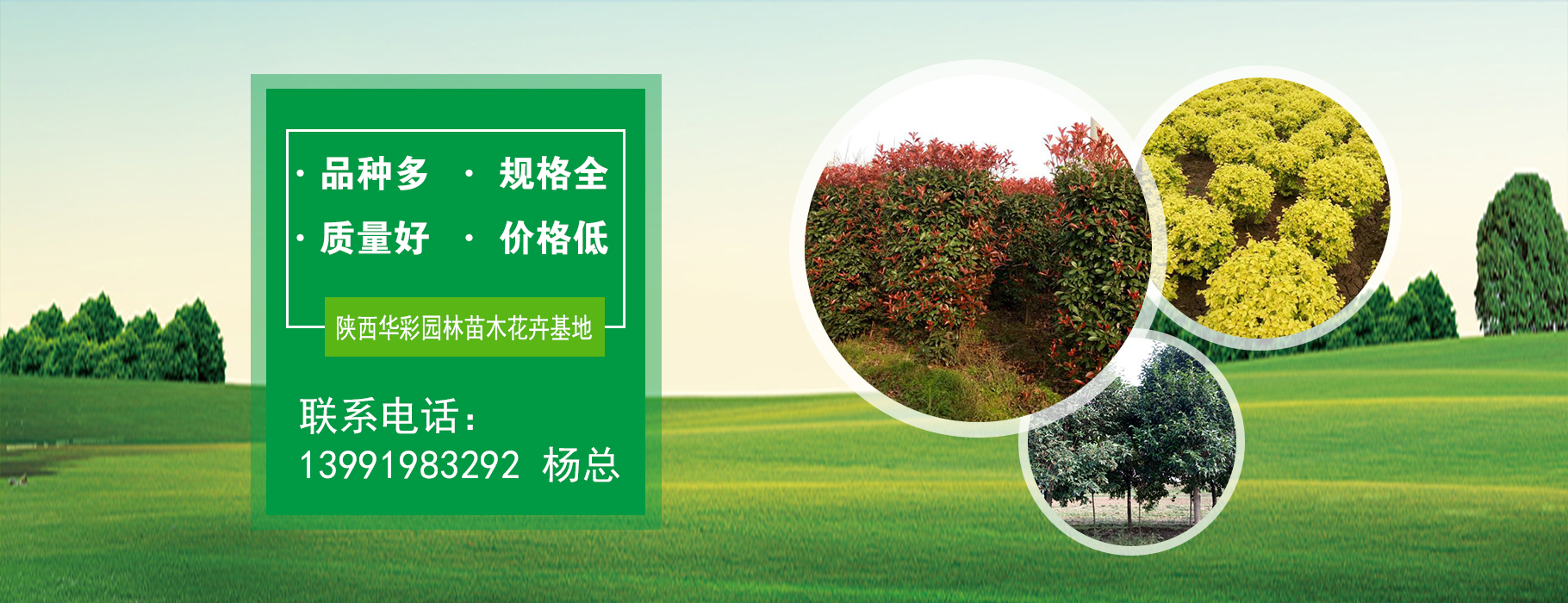陕西华彩园林苗木花卉基地【13991983292】 陕西国槐树————|陕西红叶李基地