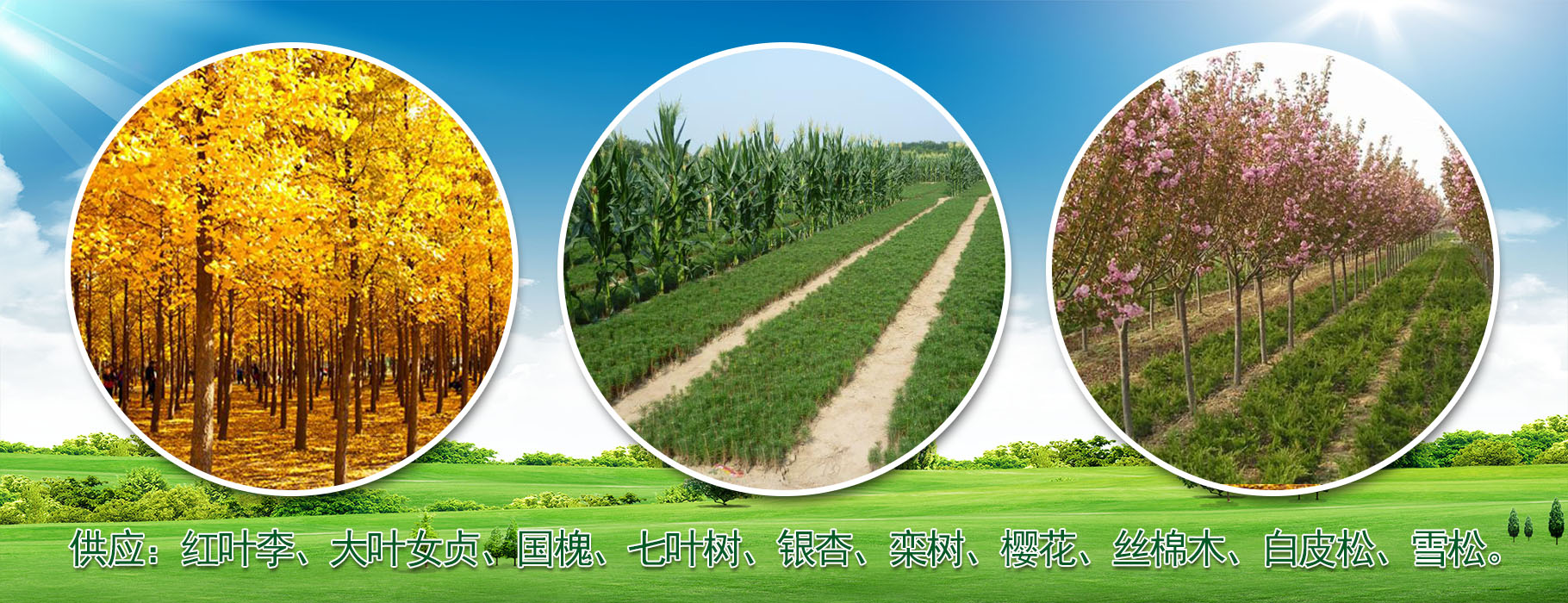 陕西华彩园林苗木花卉基地【13991983292】 陕西国槐树————|陕西红叶李基地