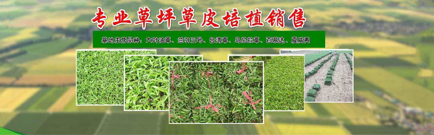 佛山三水众合草场