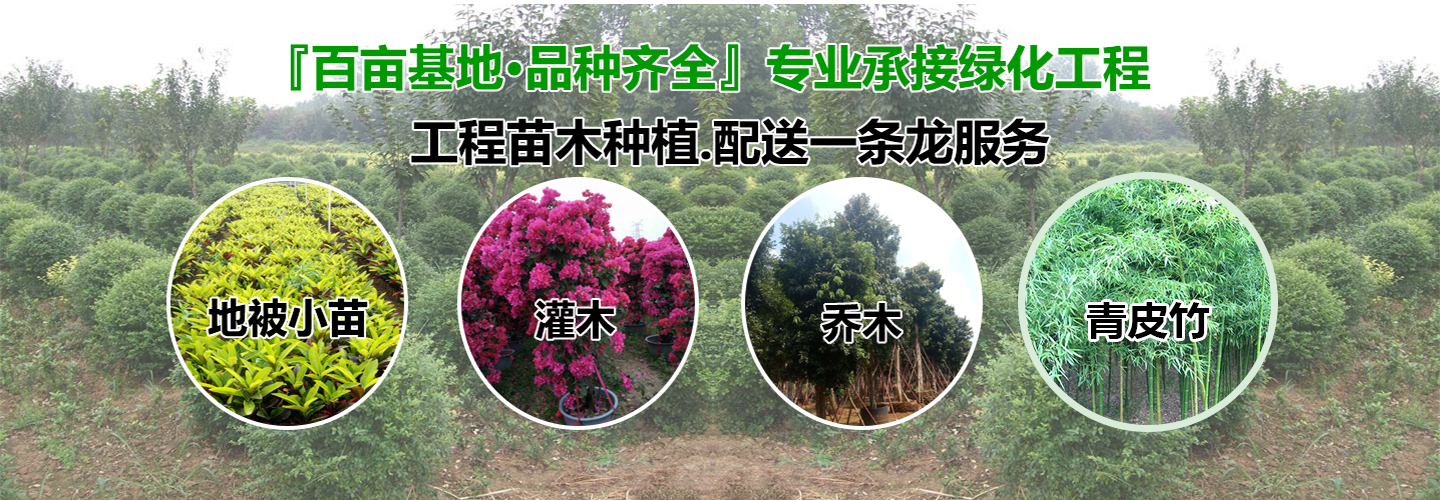 海南绿化\\海南绿色景阳花卉苗木基地 