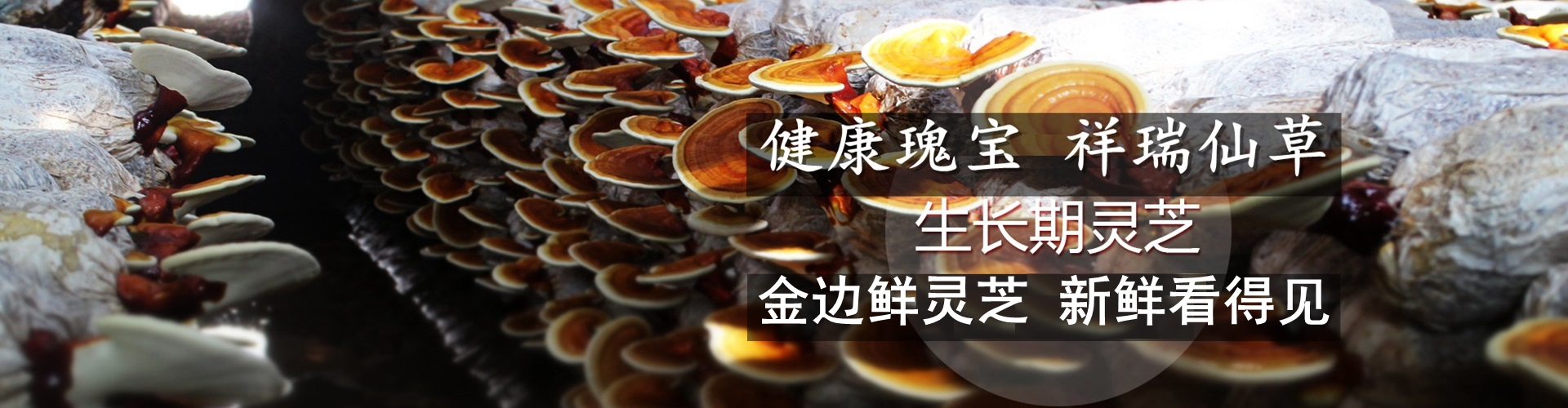 山东冠县康瑞灵芝科技有限公司