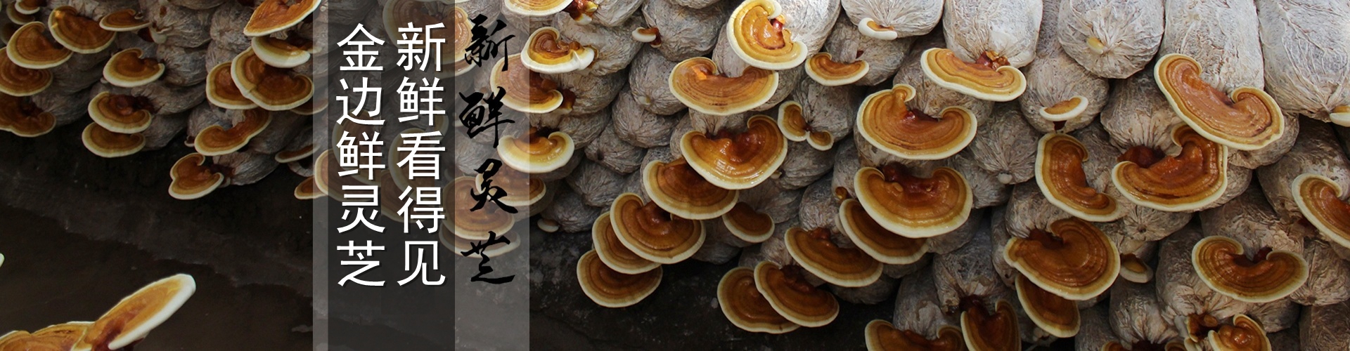 山东冠县康瑞灵芝科技有限公司