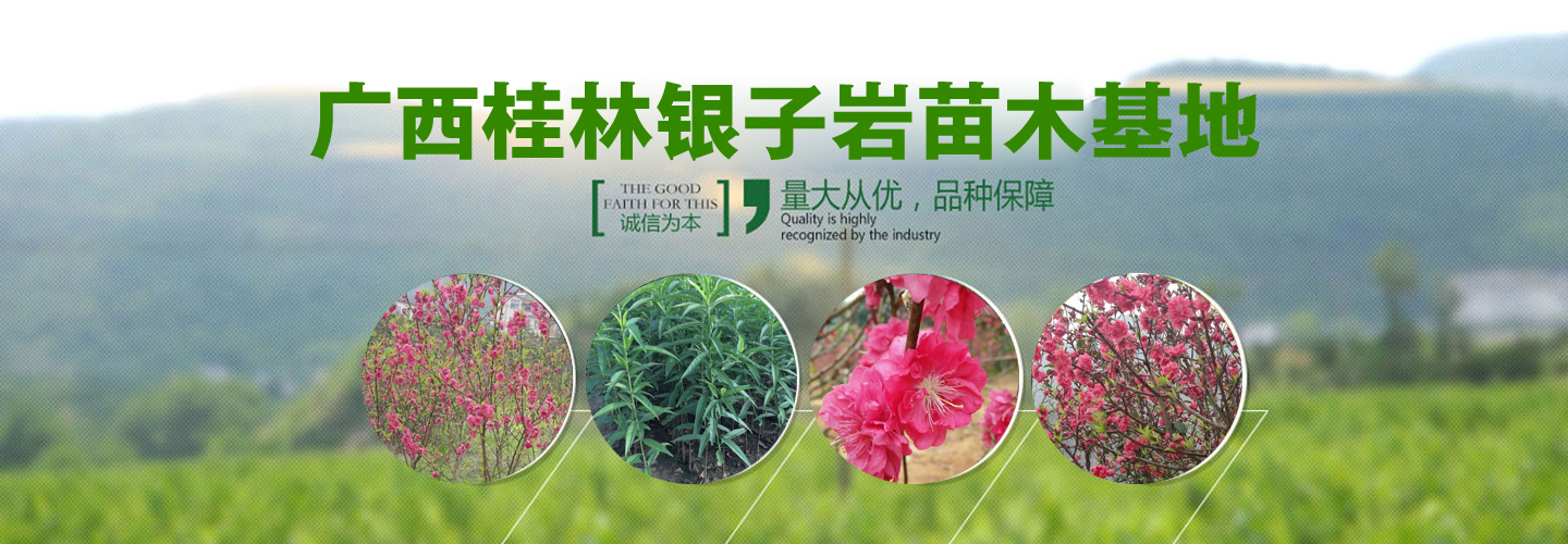 桂林桃花/桂林桃花苗/桂林桃花小苗 