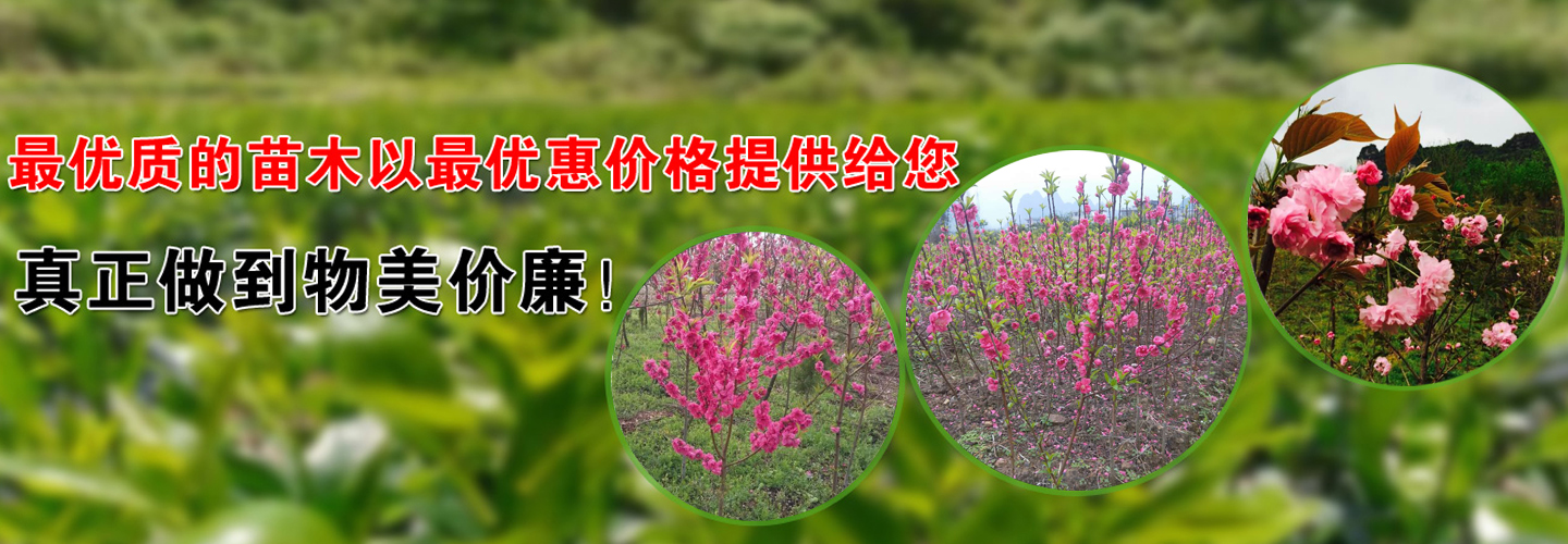 桂林桃花/桂林桃花苗/桂林桃花小苗 