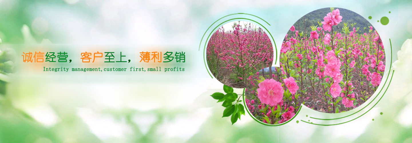 桂林桃花/桂林桃花苗/桂林桃花小苗 