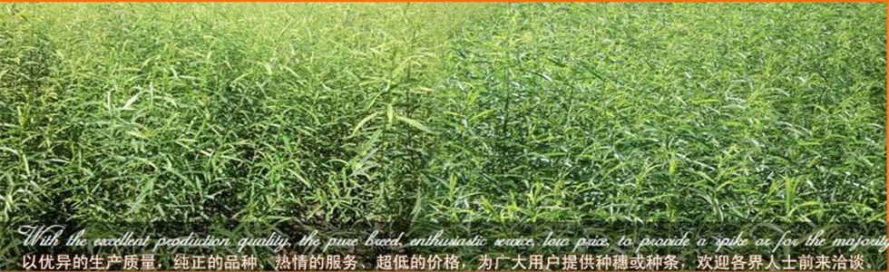 黑龙江大贵柳条种植中心