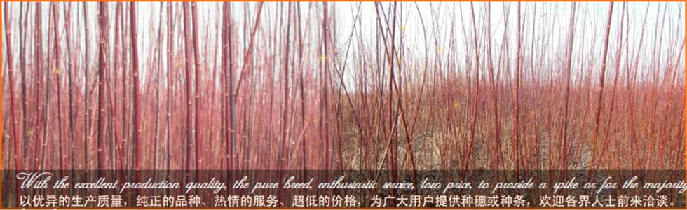 黑龙江大贵柳条种植中心