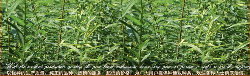 黑龙江大贵柳条种植中心