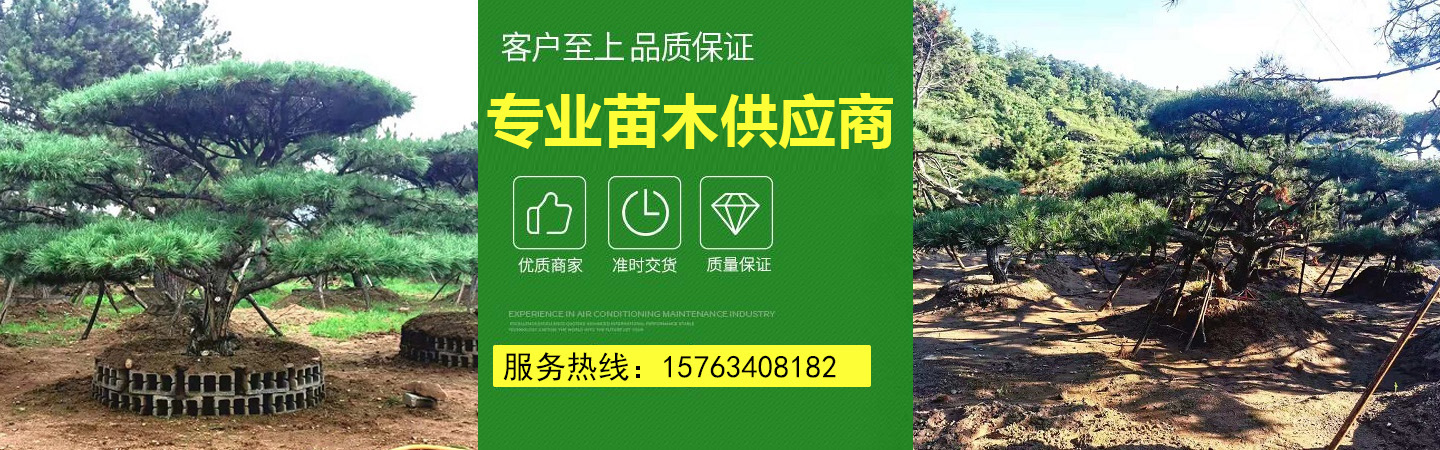 山东莱芜瀚森造型油松基地