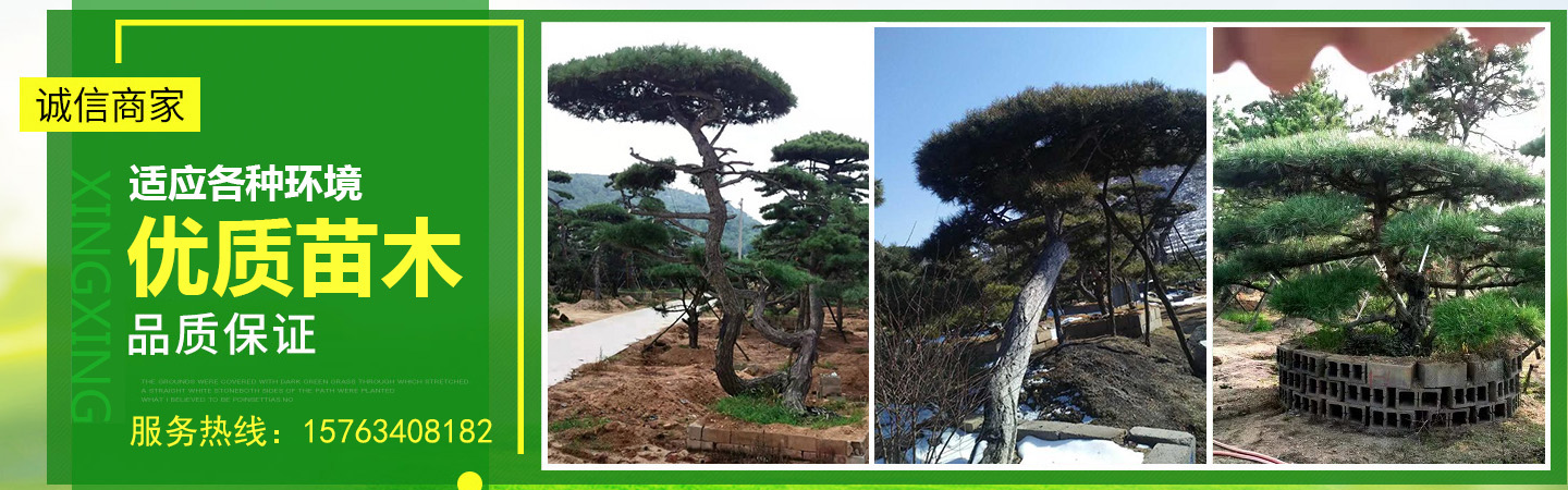 山东莱芜瀚森造型油松基地