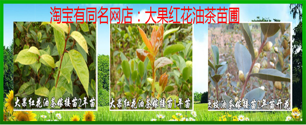 大果红花油茶苗圃 