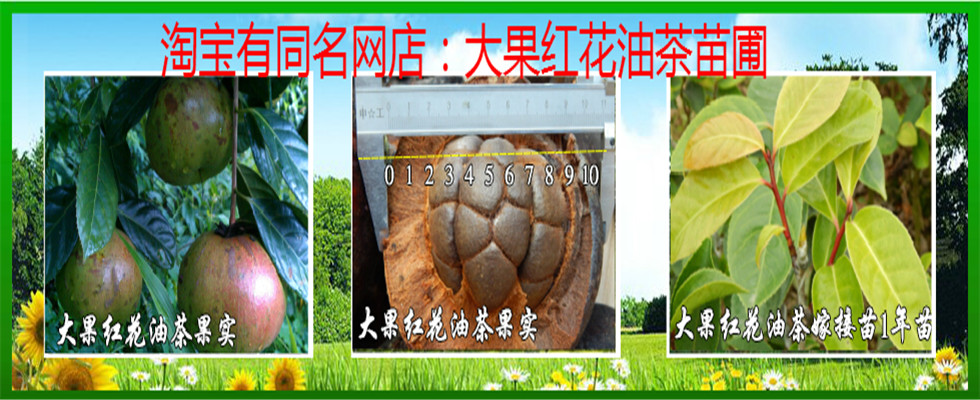 大果红花油茶苗圃 