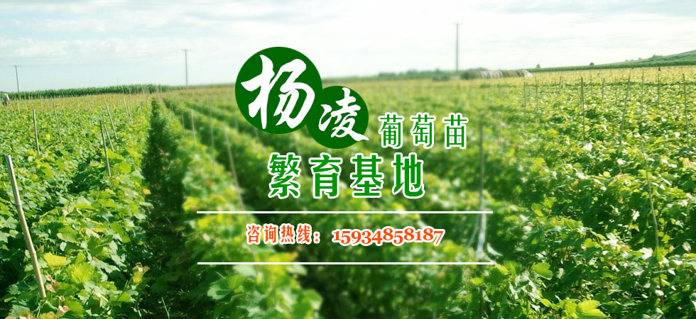 陕西杨凌宗贤葡萄苗木繁育基地