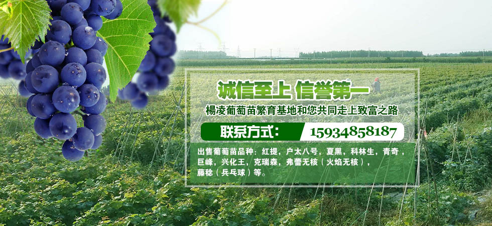 陕西杨凌宗贤葡萄苗木繁育基地