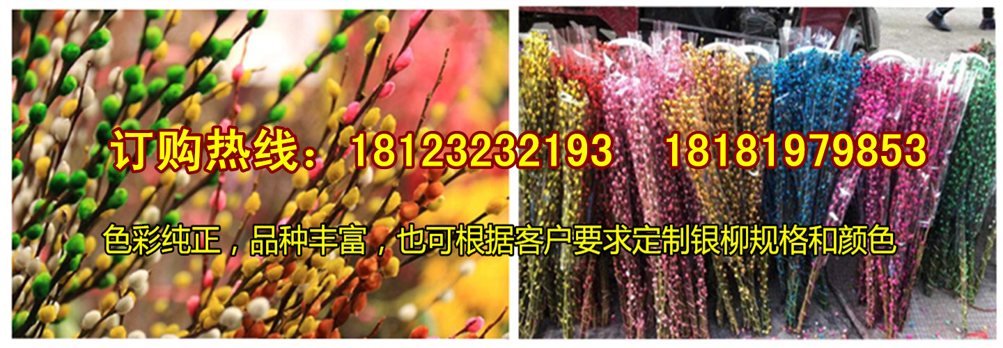 四川吉祥银柳种植基地