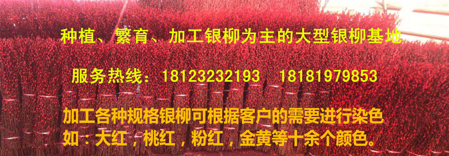 四川吉祥银柳种植基地