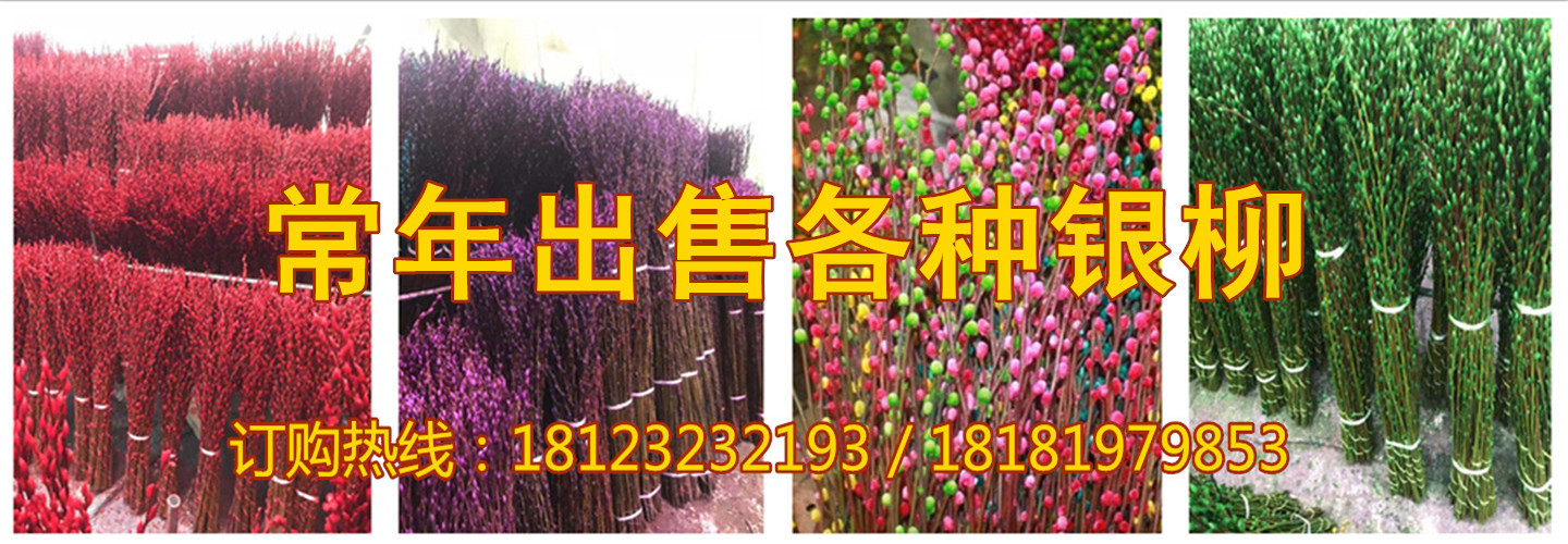 四川吉祥银柳种植基地