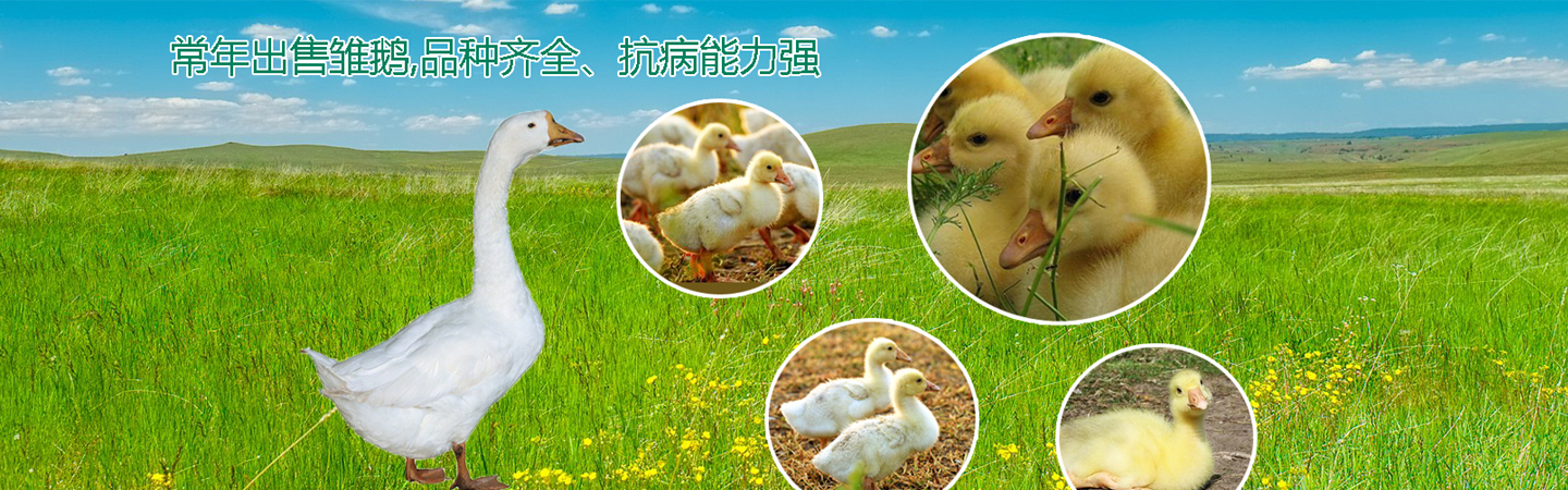 河北保定兴瑞鹅苗孵化厂