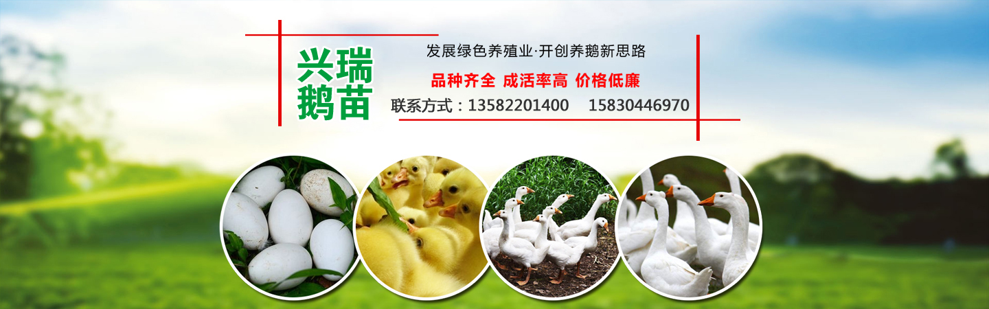 河北保定兴瑞鹅苗孵化厂