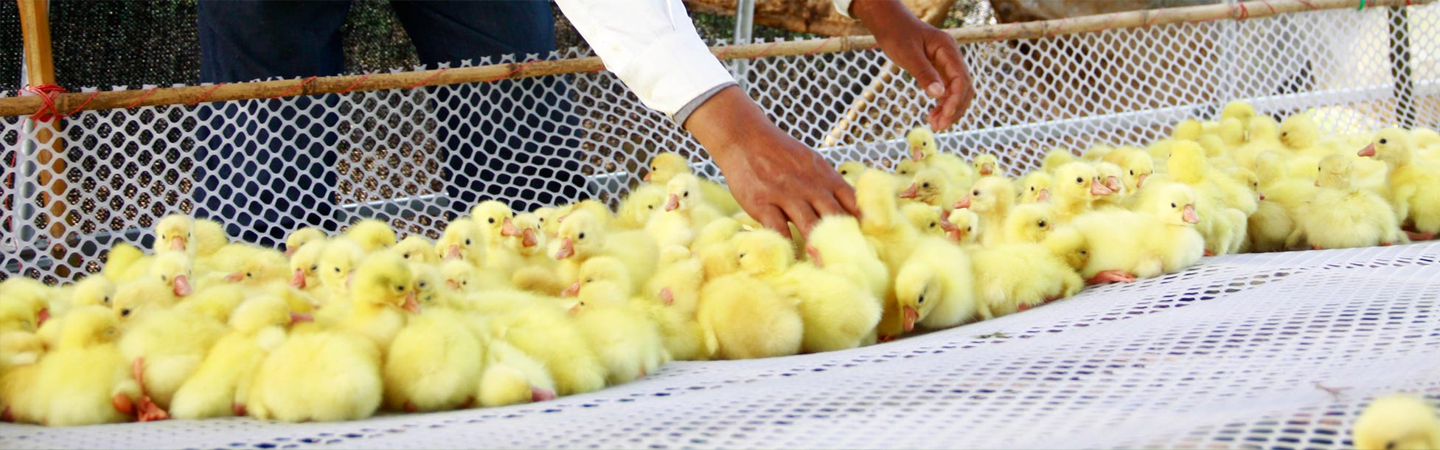 河北保定兴瑞鹅苗孵化厂