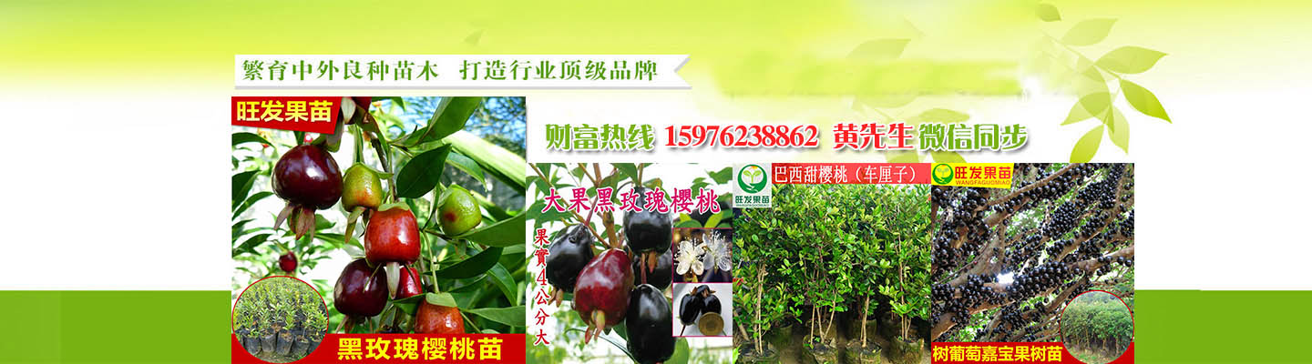 广东惠州市旺发果苗种苗有限公司