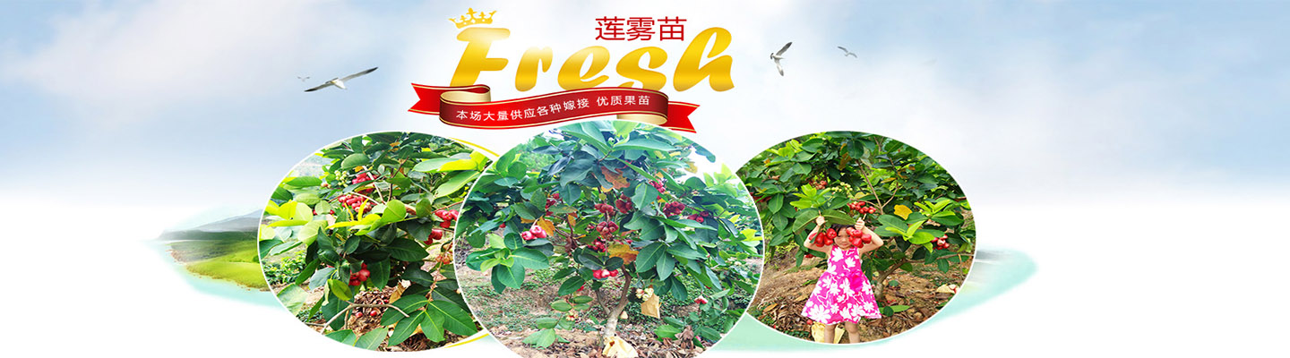 广东惠州市旺发果苗种苗有限公司