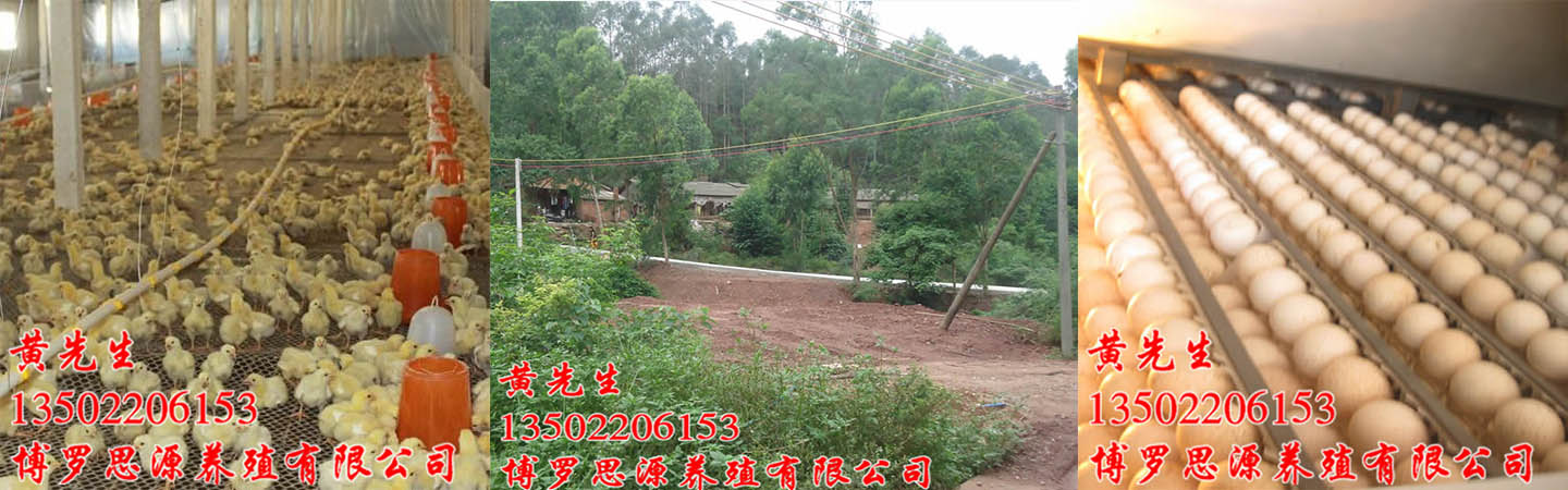 博罗县石坝乌坭湖村思源养殖有限公司 
