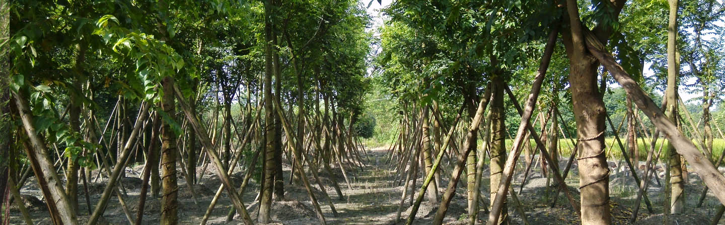 揭阳洪琼花木场