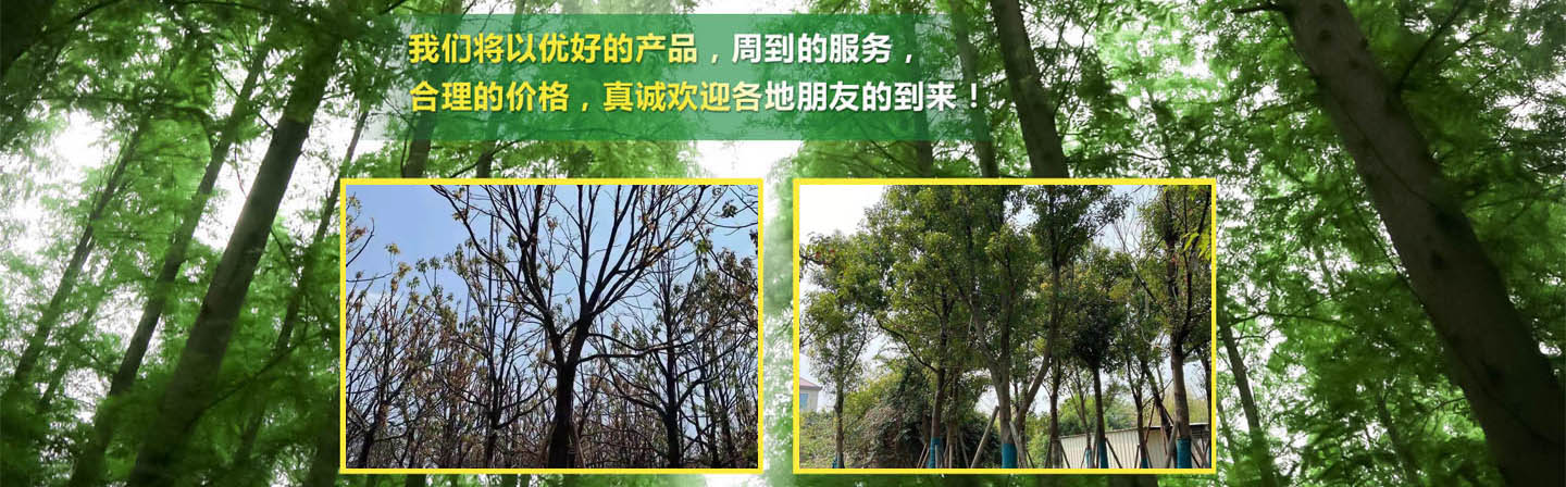 揭阳洪琼花木场