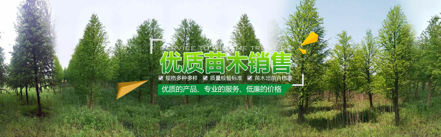 揭阳洪琼花木场