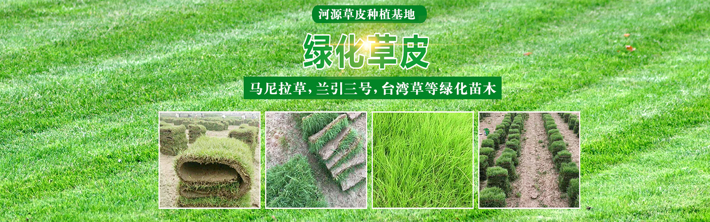 河源市埔前诚信草场