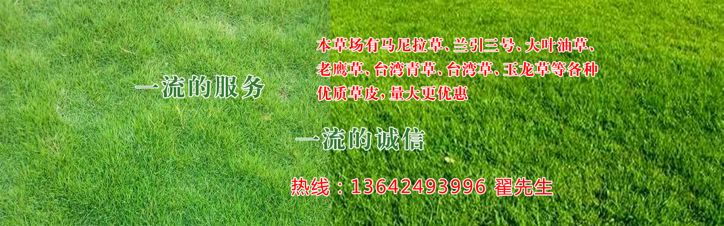 河源市埔前诚信草场
